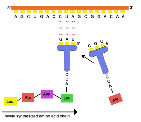 dna trna translation mrna biology amino protein acid rna gif synthesis transcription codons part molecules acids process anticodon codon chemistry
